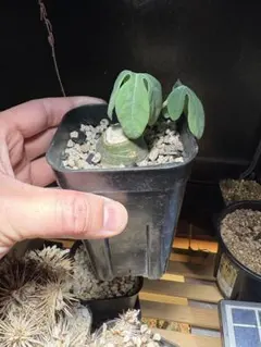 アデニア　クリスタルグリーン　(グラウカ　スピノーサ　ペチュエリー　グロボーサ) アデニア クリスタルグリーン (グラウカ スピノーサ ペチュエリー