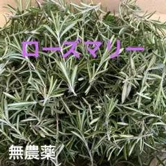 Item thumbnail for item 61216e9c-b9b6-4783-9e79-42b811d22d63