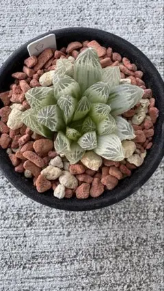 ハオルチア 白水晶 観葉植物のサムネイル