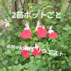 amekin様 リクエスト 3点 まとめ商品