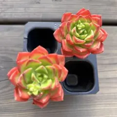 サプリ (●´ϖ`●)様 リクエスト 3点 まとめ商品