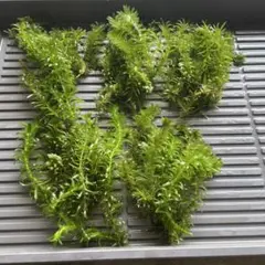 アナカリス100本 （水草DAY 水曜限定） - メルカリ