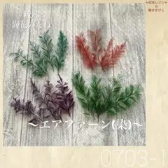 カラフルエアファーン オーダーページ 花材 (2026) - メルカリ