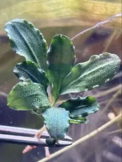 2025年最新】ブセファランドラspの人気アイテム - メルカリ