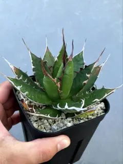 アガベ ホリダのサムネイル