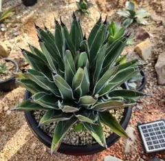 2026年最新】笹吹雪の人気アイテム - メルカリ