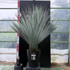 ユッカロストラータ【24-535】超美形シルバーブルー