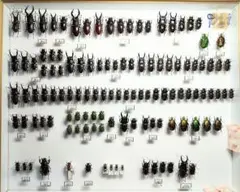 村山輝記採集・製作クワガタ調査標本No.192（流出品）