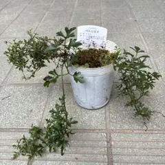 クレマチス　ペトリエイのサムネイル