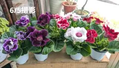 4寸グロキシニア　室内　塊茎植物のサムネイル
