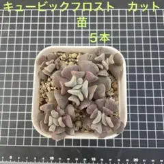 2026年最新】キュービックフロストの人気アイテム - メルカリ