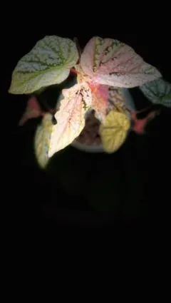 2025年最新】ベゴニアスノーキャップの人気アイテム - メルカリ