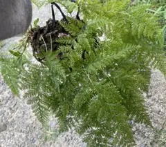 希少 【山野草】トキワシノブ？シダ 【特大株】 年代物 観賞用 12月14