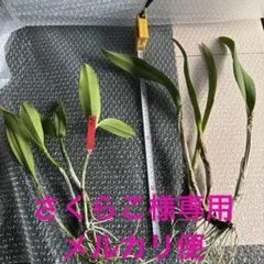 さくらこ様 リクエスト 5点 まとめ商品