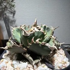 2026年最新】龍球会 アガベの人気アイテム - メルカリ