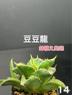 2025年最新】アガベ豆豆龍の人気アイテム - メルカリ