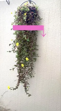 多肉植物 ルビーネックレス　カット大量