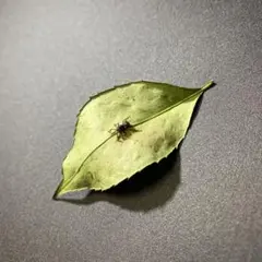 Item thumbnail for item a8424039-d117-4a08-ac72-fb7e9ae990c9