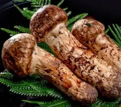 マロン様専用　ナンジャモ