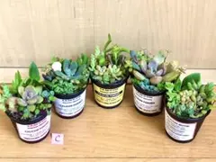 そのまま飾れます❤️ カラフル　紅葉　多肉　寄せ植え　育て方メモつき　5つセット