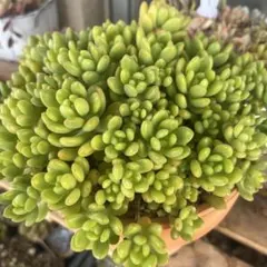 みさ様 リクエスト 2点 まとめ商品