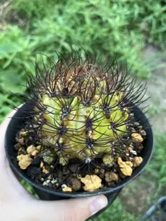 オクルタ　エリオシケ　群生希少大苗国内繁殖　鉢ごと発送（コピアポア塊根植物） 2025年最新】エリオシケの人気アイテム - メルカリ