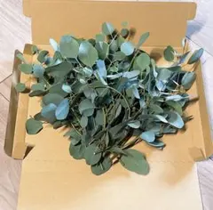 ✨✨無農薬✨✨ユーカリの枝　フレッシュ　ネコポスいっぱい