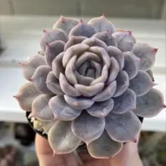 デブ猫 .:*・'(*゜▽゜*)'・*:様 リクエスト 2点 まとめ商品