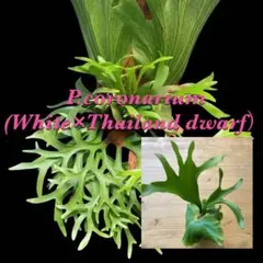 P.coronarium（White ×Thailand dwarf）胞子培養① P.coronarium（White ×Thailand dwarf）胞子培養⑤ - メルカリ