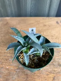 2025年最新】アガベ ネバデンシスの人気アイテム - メルカリ