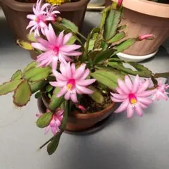 ピンクの花のカニシャボテン多肉植物のサムネイル
