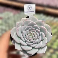 Top【選抜株】多肉植物　363926ムーン ベール　80個　鉢無し/脱土 Top【選抜株】多肉植物 363926ムーン ベール 80個 鉢無し/脱土 - メルカリ
