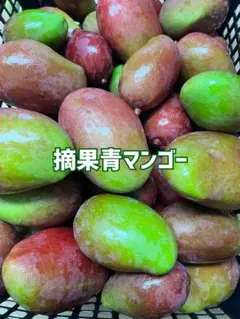 摘果マンゴー 7.5キロ - メルカリ