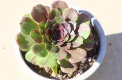 【速達】カランコエ様 リクエスト 3点 まとめ商品