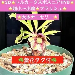 2026年最新】トルカータスの人気アイテム - メルカリ