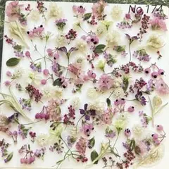 No,174 特小小花ミックス　ドライフラワー花材