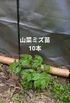 山菜 ミズ 600g少し多め 新潟県産 採れたて新鮮発送 今だけ特別価格