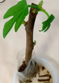 2026年最新】イチジク 苗の人気アイテム - メルカリ