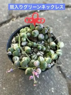 ゆめれん様 リクエスト 2点 まとめ商品