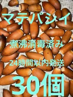 マテバシイ　どんぐり　　30個