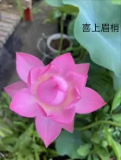 麦茶様 リクエスト 2点 まとめ商品