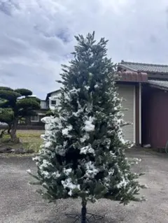 クリスマスツリー クリスマス
