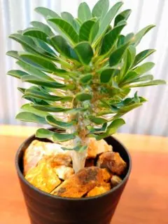 VALIEM MM GLUTTONY HALF RIGHT（WARP/Sサイズ） 2025年最新】VALIEM鉢