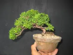 樹高6㎝ 津山ヒノキ 檜 豆 ミニ 小品 盆栽 真柏 黒松 五葉松 杉 - メルカリ