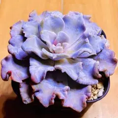 ❤️専用出品❤️✨メルカリ便✨クリスペートビューティー  ❤️抜き苗❤️パープル札 ❤️専用出品❤️✨メルカリ便✨クリスペートビューティー