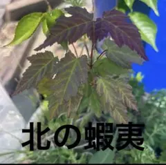 SO2スモークツリーロイヤルパープル接木7号鉢高さ120cm - メルカリ