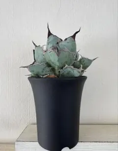 2026年最新】アガベ ブラック&ブルーの人気アイテム - メルカリ