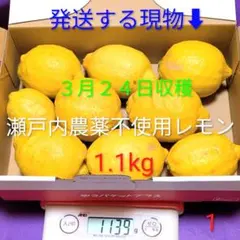 ①３月２４日収穫　新鮮！瀬戸内の農薬不使用レモン