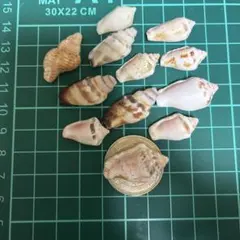 【天然貝殻10】 貝殻 １２個セット