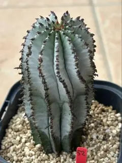 2025年最新】ユーフォルビア スノーフレークの人気アイテム - メルカリ